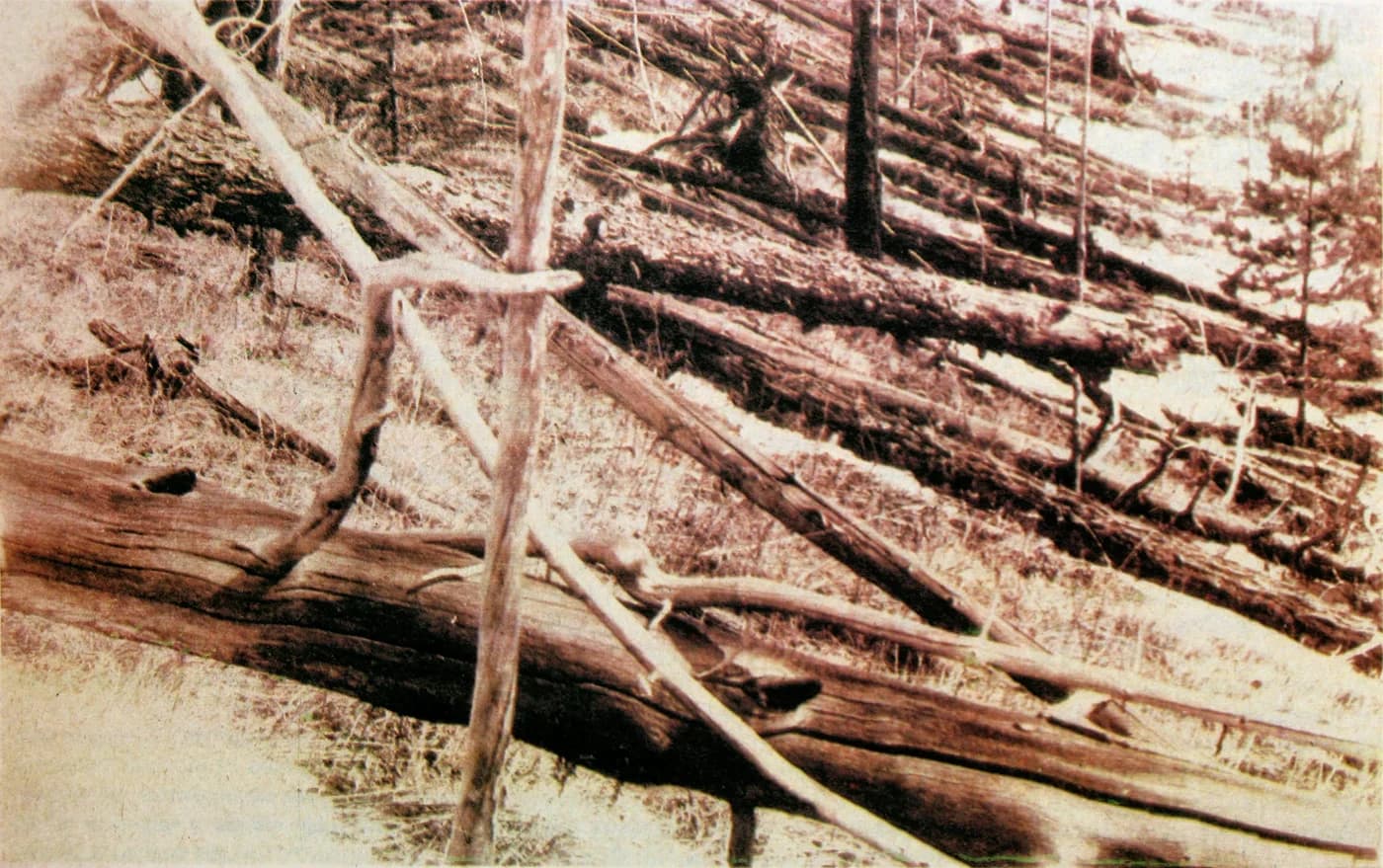 同じ方向に横たわる多くの木の幹と、その間に立つ木が写った、1929年のツングースカの倒木写真