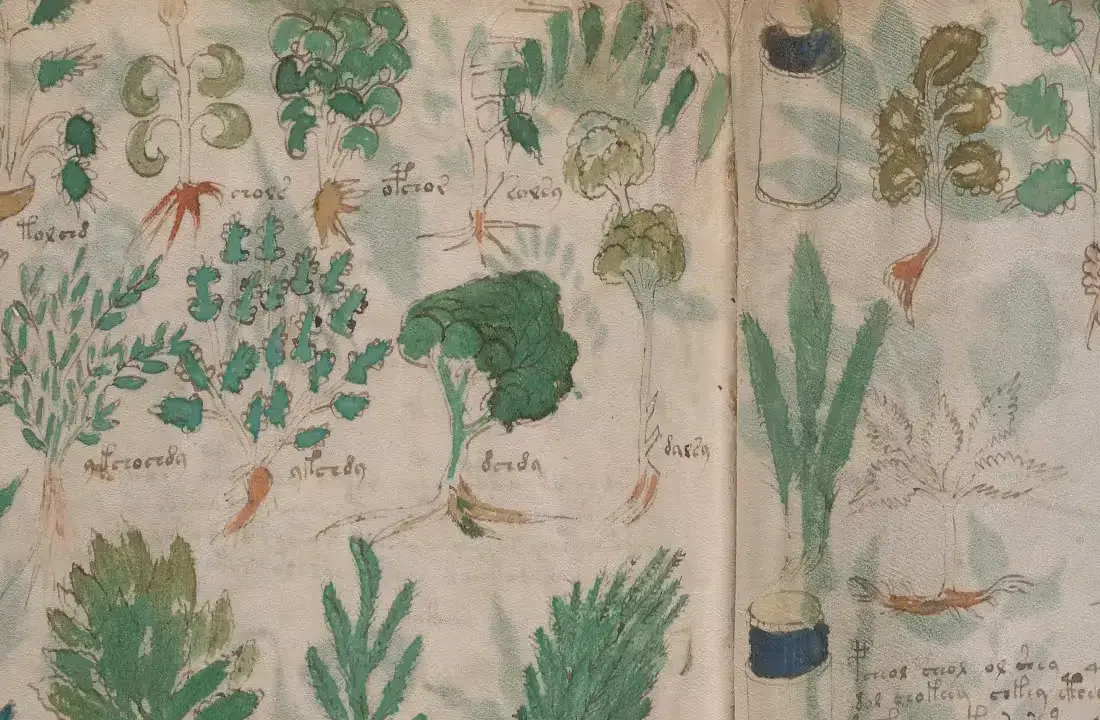 ヴォイニッチ手稿に描かれた植物と正体不明の文字の拡大